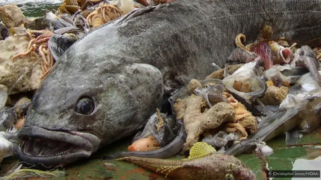 دندانماهی پاتاگونیا