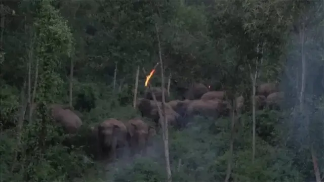 সন্ধ্যা নামলে হাতিরা সমতলের দিকে আসে। তখনই তারা মানুষের হামলার মুখে পড়ে।