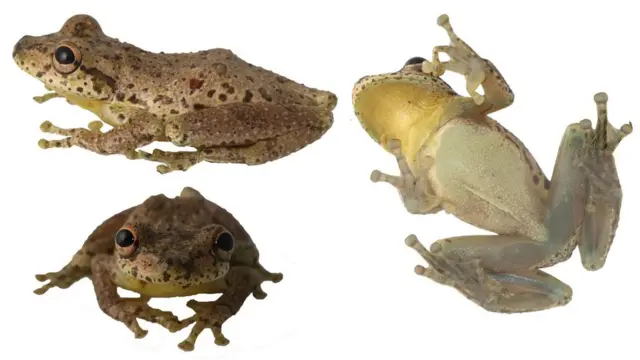 Rana Scinax caprarius