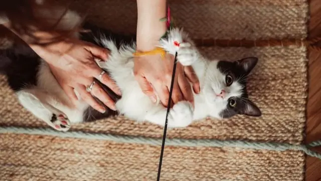 Pour éviter les morsures et les griffures, les jeux avec votre animal doivent toujours inclure des objets entre les deux.