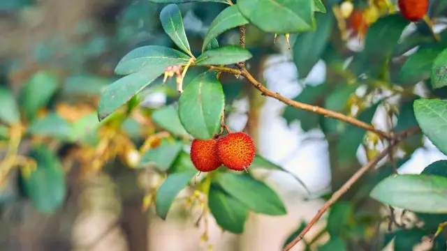Shinnida malabka waxay ka sameysay Strawberry