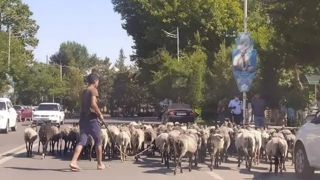 Қўйлар подаси