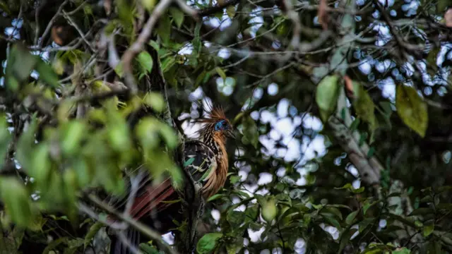 Ave em meio a árvores