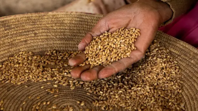 Une main de femme malaxant du blé