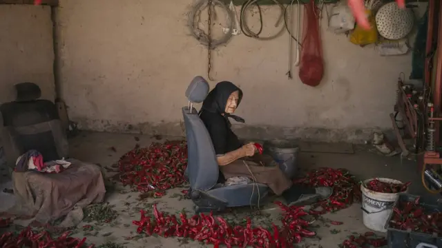 Berba paprika ima dugačku tradiciju u jućnim krajevima Srbije