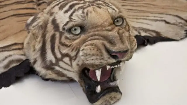 केंडल्सटन हॉल में रखी चीता की खाल