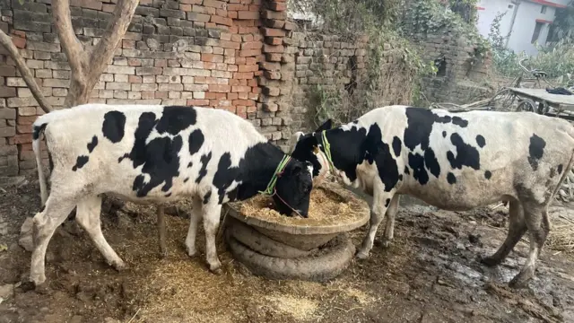 BIHAR BEGUSARAI VOILENT DOGS