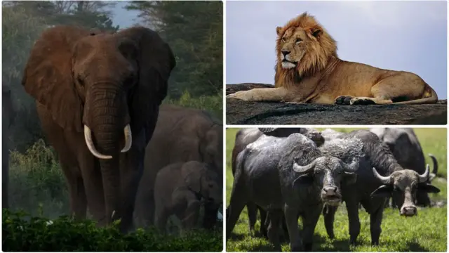 Arba, leencaa fi gafarsa