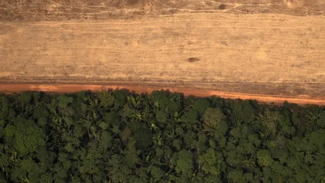 Imagem aérea mostra metade coberta355 betfloresta, metade desmatada