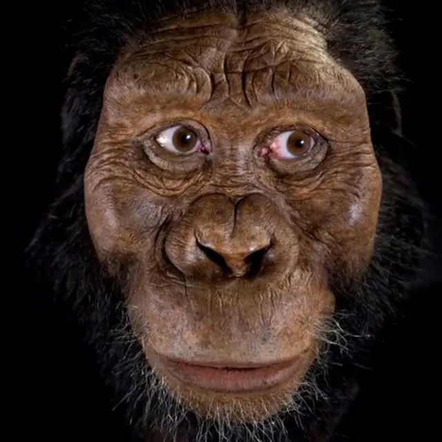 Una recreación de cómo luciría un anamensis