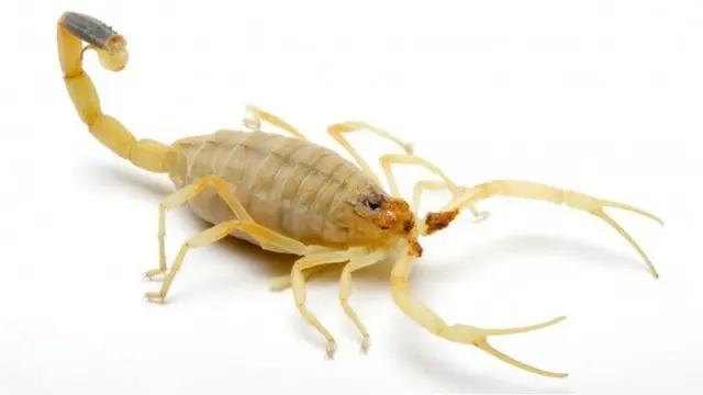 ડેથ સ્ટૉકર