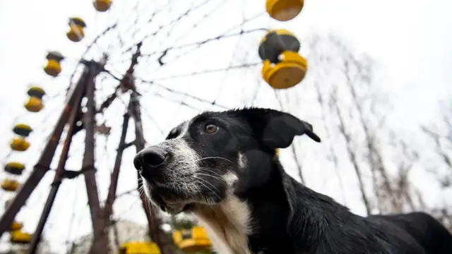 سگ‌های چرنوبیل تقریبا به اندازه چرخ‌فلک شهربازی پریپیات معروف شده‌اند