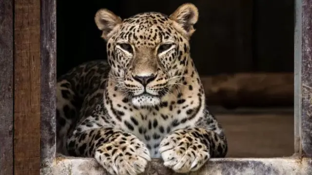 बिबट्या