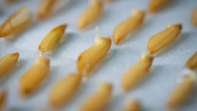 چین خلا فصل خوراک