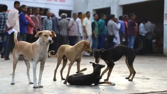 कुत्ते