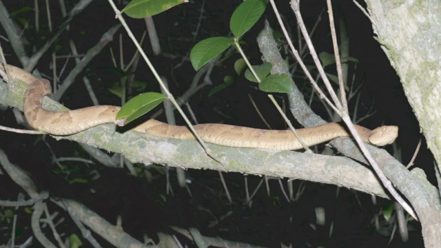 Bothrops insularis (jararaca-ilhoa, da Ilha da Queimada Grande, Itanhaém, São Paulo)