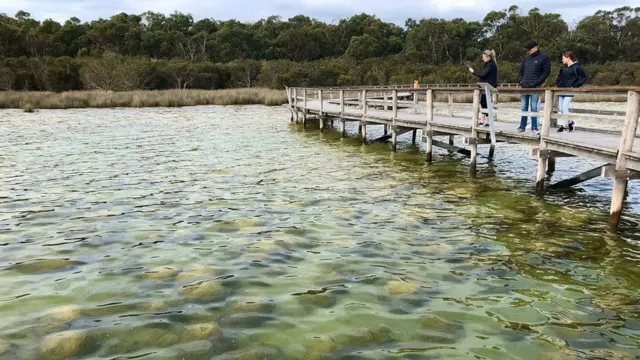 Les thrombolites peuvent être vues en toute sécurité depuis une promenade au lac Clifton