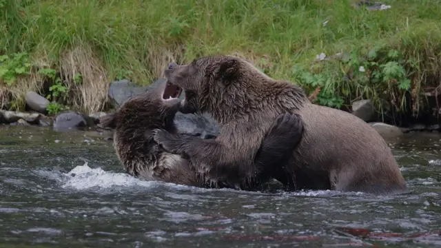 Christine Cunningham