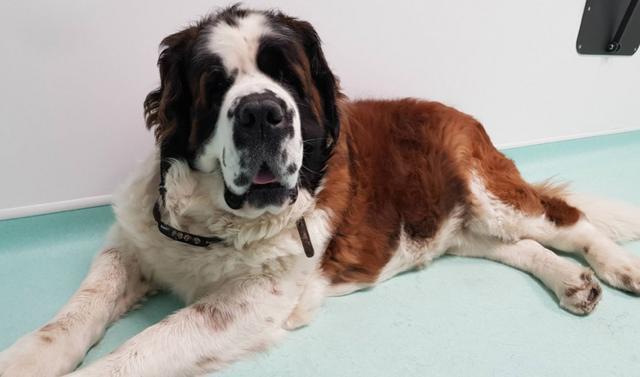 Dog s cancer turns out to be four teddy bears BBC News