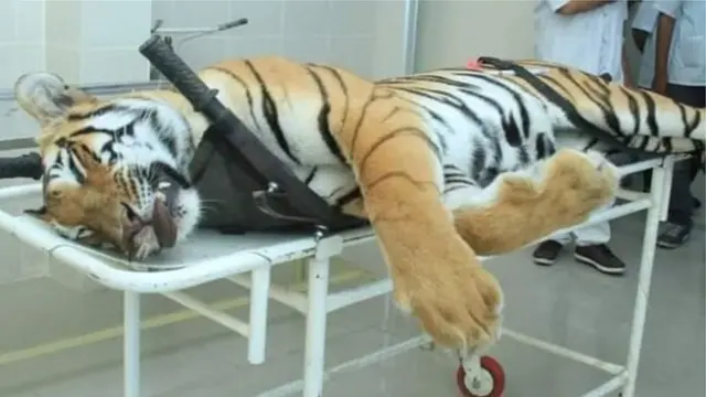 वाघ, प्राणी, वन्यजीव