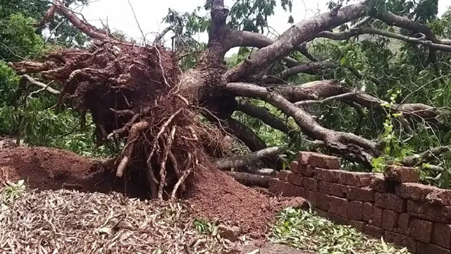 कोकणातल्या हापूस आंब्याला चक्रीवादळाचा तडाखा