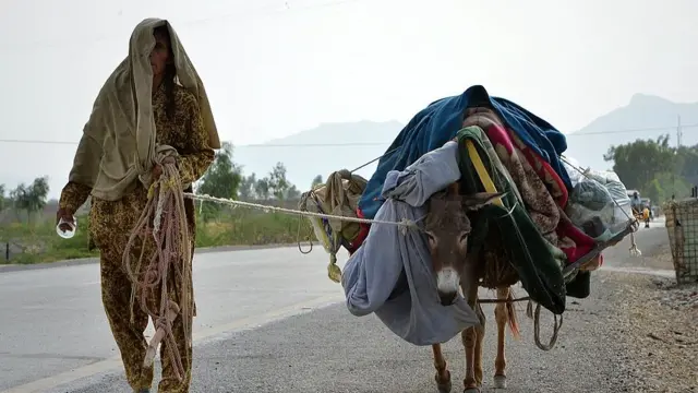 पाकिस्तानी गधे