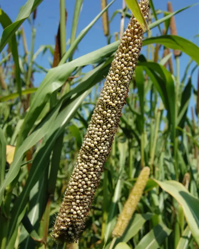 మిల్లెట్లు