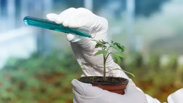 Cientista colocando produtosite de aposta internacionalplanta