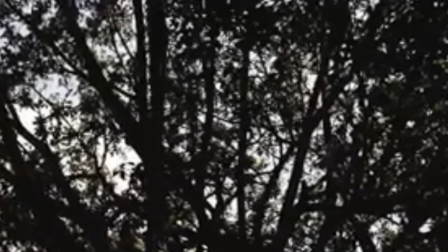 تمتد على مساحة خمسة فدادين تقريبا ويبلغ محيط جذعها 846 مترا