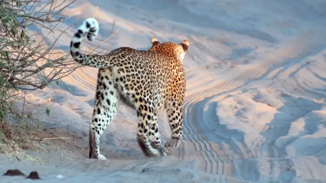 Sawirkan muujinaya haramacadka Afrika waxaa qaaday Kim Picket oo subax hore maraya beerta xayawaanka ee Chobe National Park oo ku yaala dalka Koonfur Afrika