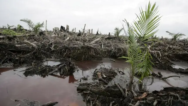 भारत-मलेशिया विवाद: क्या हम पाम ऑयल के बिना रह सकें?