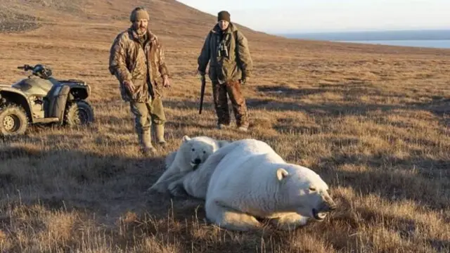 عملیات نجات توله خرس