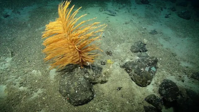 شعاب مرجانية