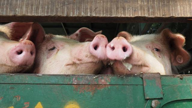 中国每年消费的猪肉占全球的一半以上。