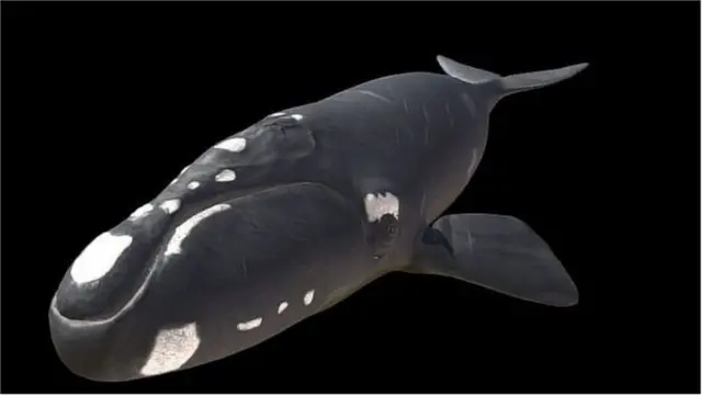 పరిశోధకులు సృష్టించిన సదరన్ రైట్ తిమింగలం త్రీడీ నమూనా