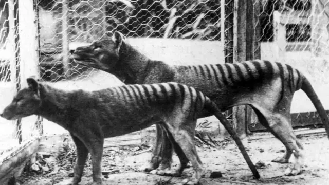 Добре збережені зразки тилацина дозволили секвенувати ДНК тварини