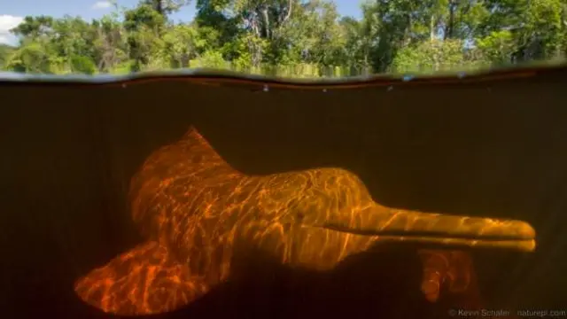 அமேசான் ஆற்றின் டால்பின், ரியோ நீக்ரோ நதியில்