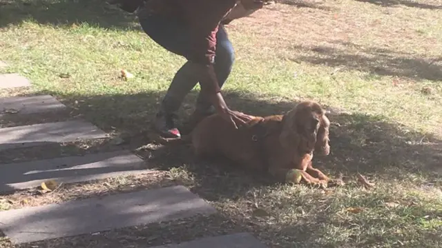 ውሻ በመናፈሻ ስፈራ