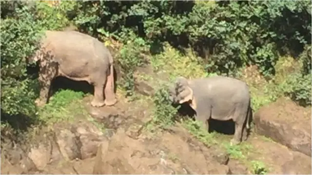 ఏనుగులు