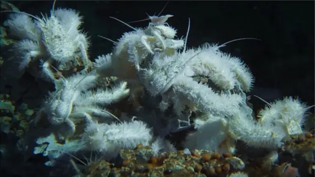 《蓝色星球II:前传》(Blue Planet II Prequel)中展示的南极雪人蟹
