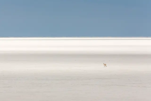 Gepard u širokom planu