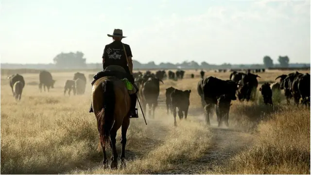 GPS से लैस क्यों हो रहे हैं स्पेन के चरवाहे?