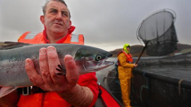 苏格兰一处养殖场的三文鱼。