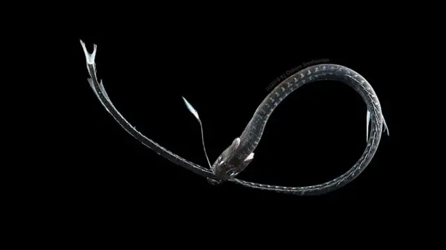 పసిఫిక్ డ్రాగన్