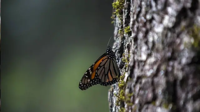 mariposa monarca