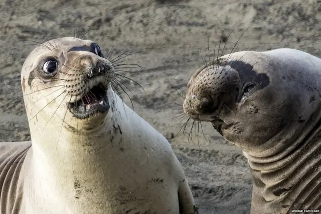 ਸੀਲ, ਜਾਰਜ ਕੈਥਾਕਾਰਟ