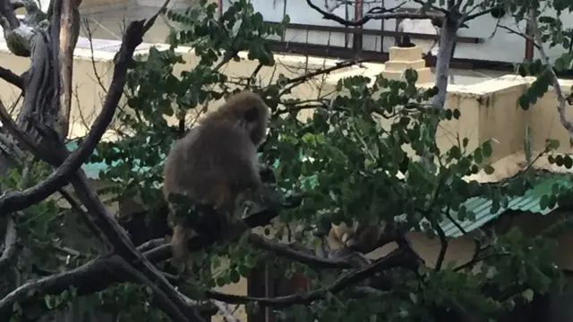 વાંદરાની તસવીર