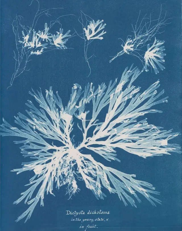 Photogramme cyanotype d'Atkins, faisant partie de son livre de 1843, British Algae : Cyanotype Impressions.