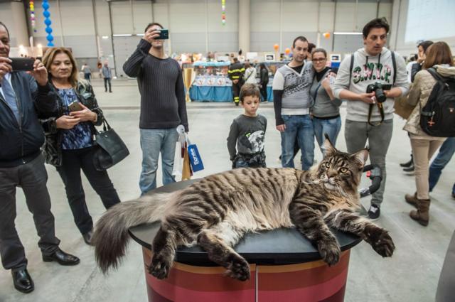 A Maine Coon cat, the biggest in the world, poses for pictures as he waits to be examined by the jury during the Super Cat Show 2015 on October 31, 2015 in Rome, Italy.