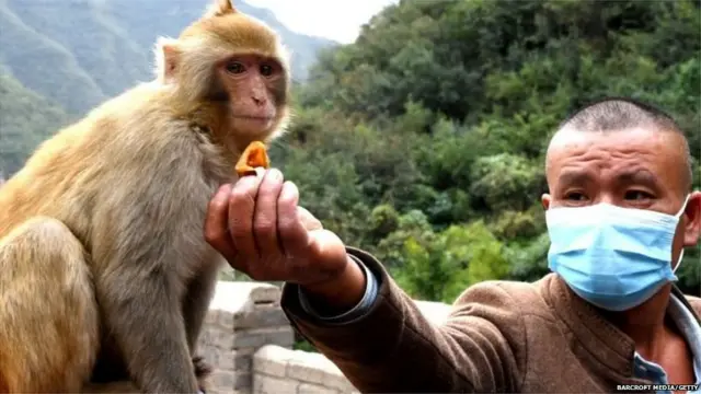 माकड आणि माणूस